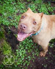 American Staffordshire Terrier-Unknown Mix Dogs for adoption in Eugene , OR, USA