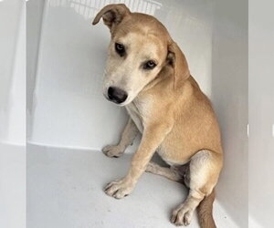Labrador Retriever-Unknown Mix Dogs for adoption in Houston, TX, USA