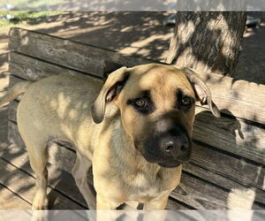 German Shepherd Dog-Unknown Mix Dogs for adoption in Tulsa, OK, USA
