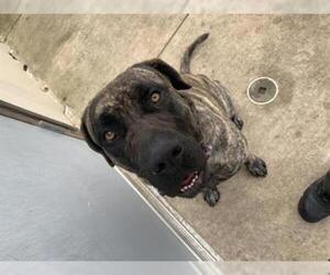 Presa Canario Dogs for adoption in Temple, TX, USA