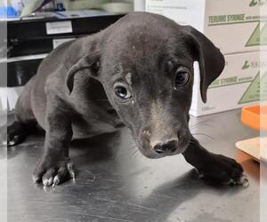 American Pit Bull Terrier-Unknown Mix Dogs for adoption in Bakersfield, CA, USA