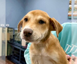 Labrador Retriever-Unknown Mix Dogs for adoption in Jefferson, NJ, USA