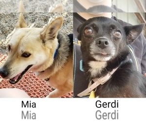 Alaskan Husky-German Shepherd Dog Mix Dogs for adoption in Wahpeton, ND, USA