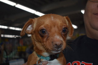 Medium Photo #1 Chiweenie Puppy For Sale in Seattle, WA, USA