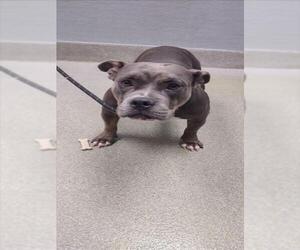 Bulldog-Unknown Mix Dogs for adoption in Las Vegas, NV, USA