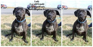 Mastador Dogs for adoption in Jefferson City, TN, USA