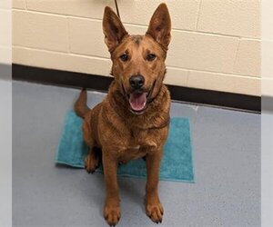 German Shepherd Dog-Unknown Mix Dogs for adoption in Denver, CO, USA