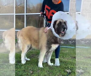Leonberger-Unknown Mix Dogs for adoption in Bullard, TX, USA