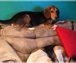 Beagle Dogs for adoption in Dunnellon, FL, USA