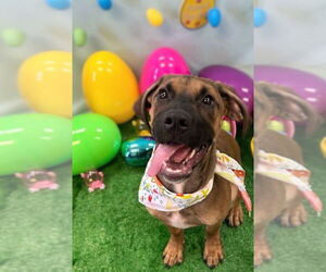 Mastiff-Unknown Mix Dogs for adoption in Bryant, AR, USA