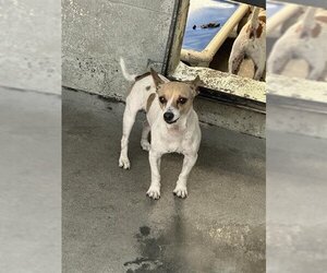 Chihuahua Dogs for adoption in Stockton, CA, USA