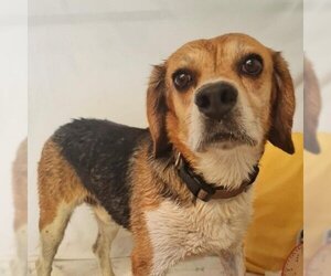 Beagle Dogs for adoption in Valley Village, CA, USA