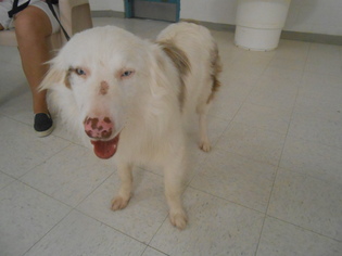 Australian Shepherd-Unknown Mix Dogs for adoption in Seguin, TX, USA
