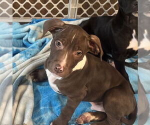 Mutt Dogs for adoption in Mooresville, NC, USA