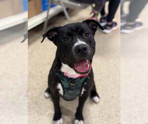 American Pit Bull Terrier-Unknown Mix Dogs for adoption in pomfret, CT, USA