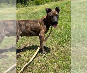 Bulldog-Unknown Mix Dogs for adoption in Tarrytown, GA, USA