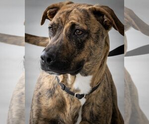 Labrador Retriever-Plott Hound Mix Dogs for adoption in Wilmington, NC, USA
