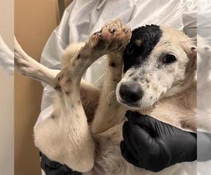 Mutt Dogs for adoption in Conroe, TX, USA