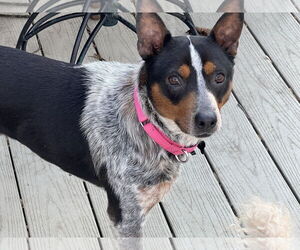 Mutt Dogs for adoption in Garden City, NY, USA
