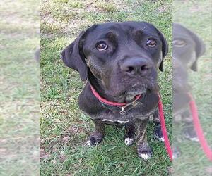 Plott Hound-Unknown Mix Dogs for adoption in Fort Lauderdale, FL, USA