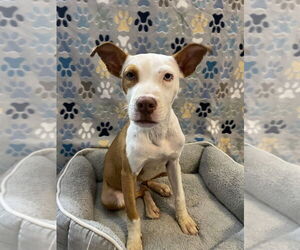 Mutt Dogs for adoption in oakland, FL, USA