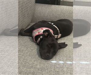 Mutt Dogs for adoption in Royal Palm Beach, FL, USA
