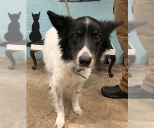 Border Collie Dogs for adoption in Pryor, OK, USA