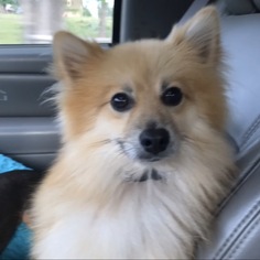 Pomeranian Dogs for adoption in Longview, TX, USA