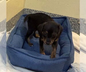 Shepradors Dogs for adoption in Brewster, MA, USA