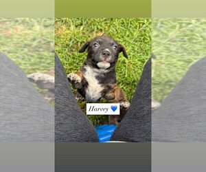 American Pit Bull Terrier-American Staffordshire Terrier Mix Dogs for adoption in Wenonah, NJ, USA