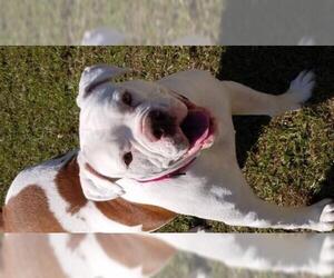American Bulldog Dogs for adoption in Brooksville, FL, USA
