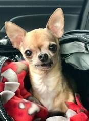Chihuahua Dogs for adoption in Buffalo, NY, USA