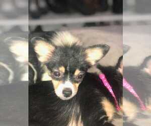 Medium Photo #1 Chihuahua Puppy For Sale in Azle, TX, USA
