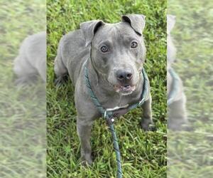 American Staffordshire Terrier Dogs for adoption in Fort Lauderdale, FL, USA
