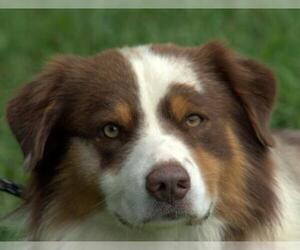 Australian Shepherd Dogs for adoption in Sparta, TN, USA