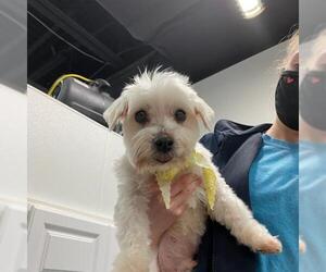 Maltese Dogs for adoption in Ceres, VA, USA