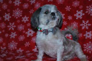 Shih Tzu Dogs for adoption in Danbury, CT, USA