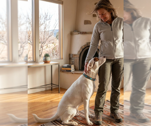 Australian Shepherd-Unknown Mix Dogs for adoption in Pena Blanca, NM, USA