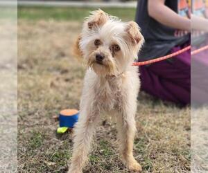 Mutt Dogs for adoption in Yardley, PA, USA