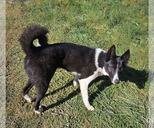 Karelian Bear Dog-Unknown Mix Dogs for adoption in Unionville, PA, USA