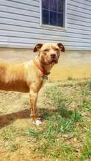 Bullboxer Pit Dogs for adoption in Staunton, VA, USA