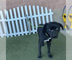 Border Collie-Unknown Mix Dogs for adoption in Modesto, CA, USA