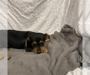 Norfolk Terrier-Unknown Mix Dogs for adoption in Modesto, CA, USA