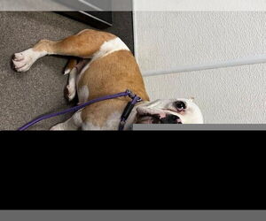 American Pit Bull Terrier-Unknown Mix Dogs for adoption in HESPERIA, CA, USA