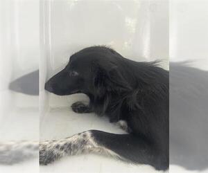 Labrador Retriever-Unknown Mix Dogs for adoption in Houston, TX, USA