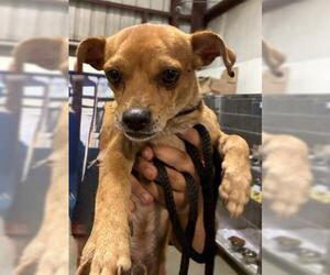 Chihuahua Dogs for adoption in Bakersfield, CA, USA