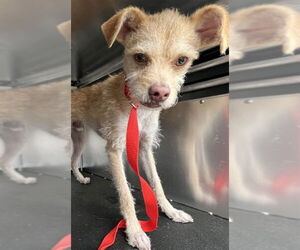 Chihuahua-Unknown Mix Dogs for adoption in Rancho Cucamonga, CA, USA