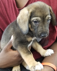 Shepradors Dogs for adoption in Colton, CA, USA