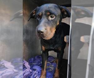 Rottweiler-Unknown Mix Dogs for adoption in San Antonio, TX, USA