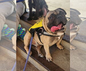 French Bulldog Dogs for adoption in Dallas, TX, USA